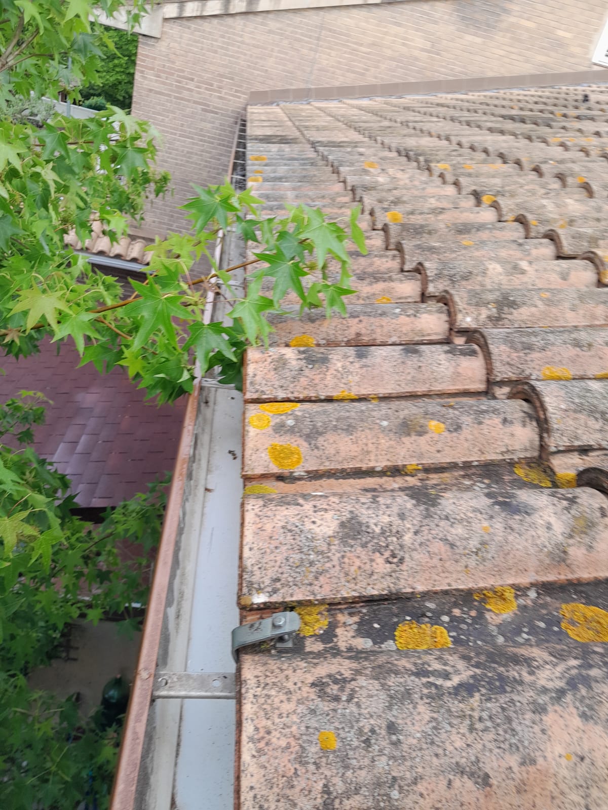 Tejas de un tejado con musgo y vegetación adyacente.
