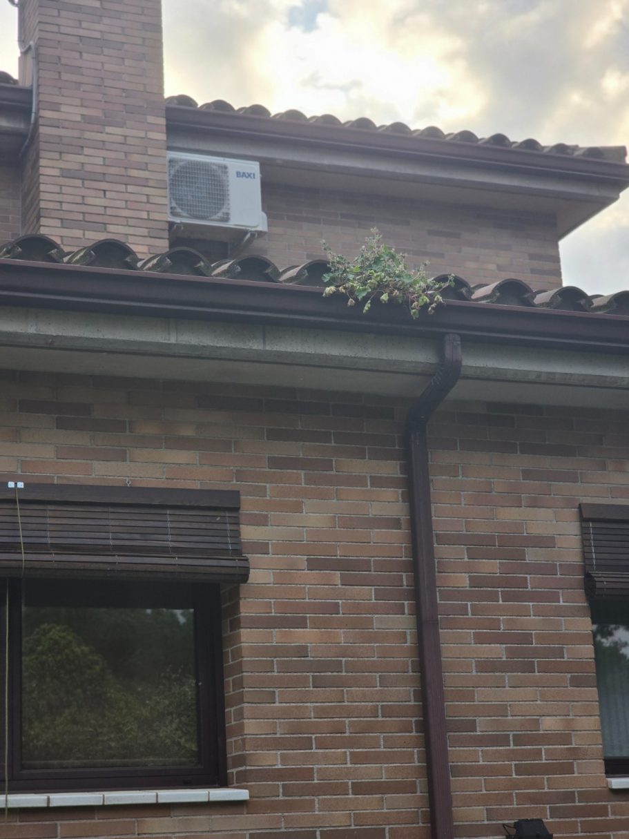 Planta creciendo en la canalera de una casa de ladrillo con ventanas.