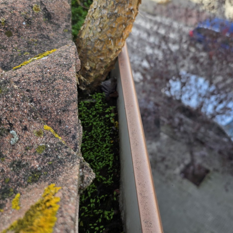 Canal cubierto de musgo y plantas en crecimiento.