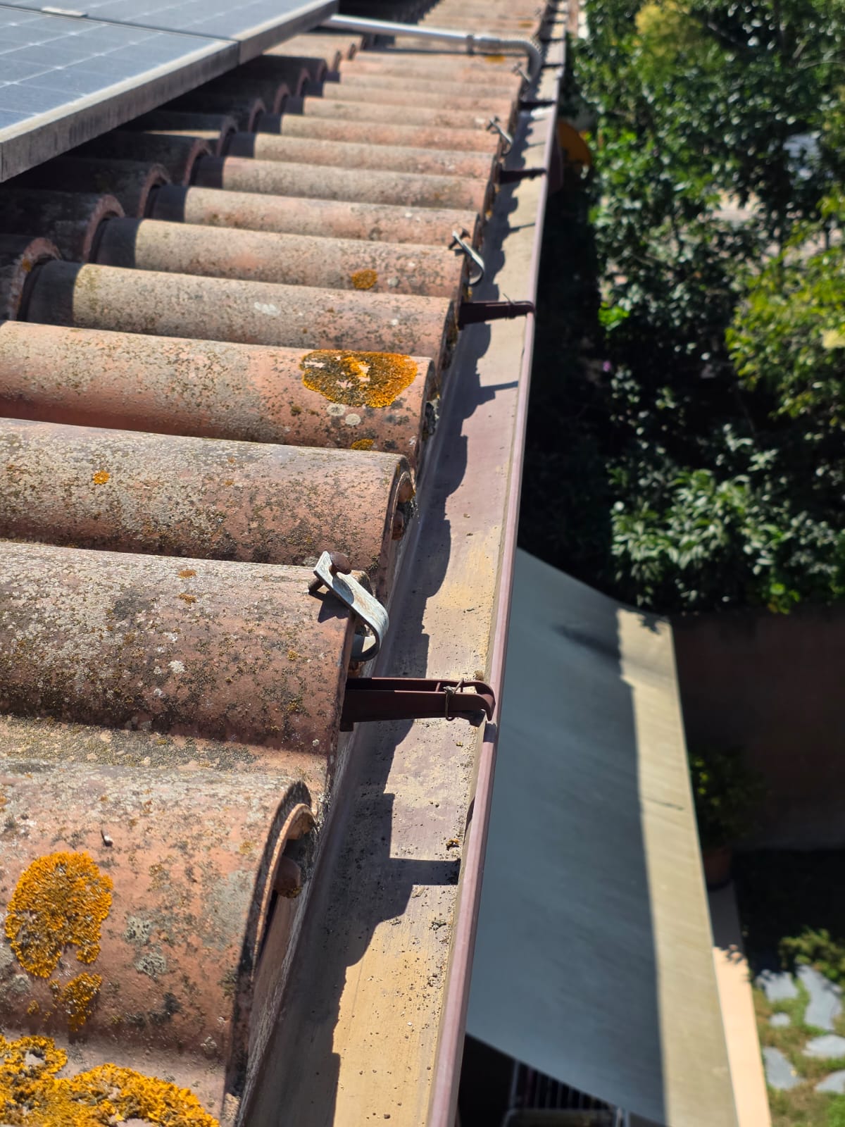 Tejas de un tejado con musgo y una planta verde en el fondo.