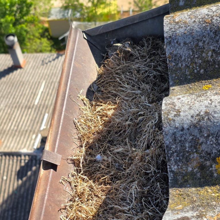Canal cubierto de musgo y plantas en crecimiento.