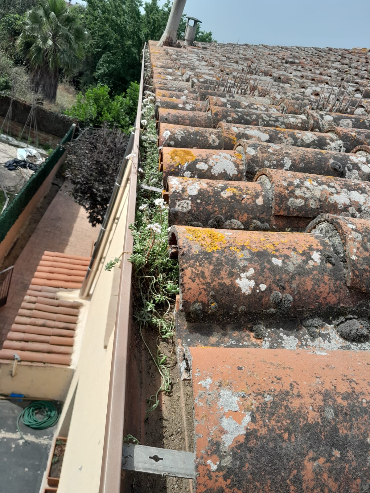 Tejas de un tejado con maleza crecida en la canaleta y vegetación al fondo.